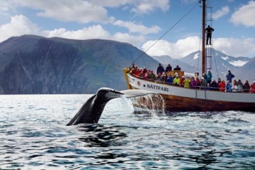 Whale watching